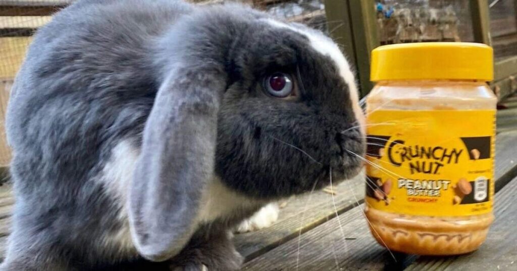 Can Rabbits Eat Peanuts