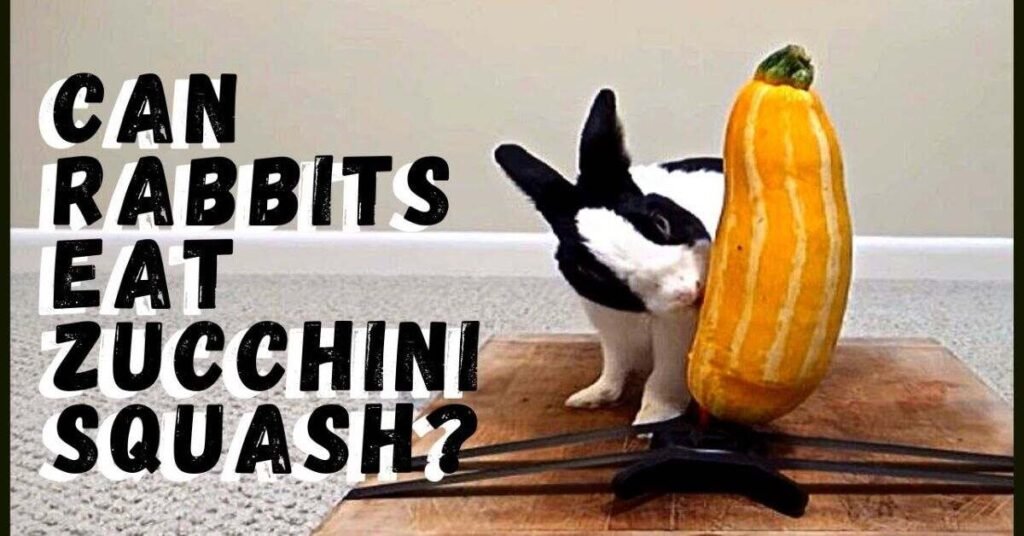 Can Rabbits Eat Squash