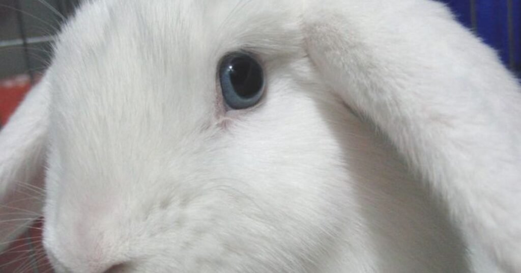 Blue Eyed Rabbit