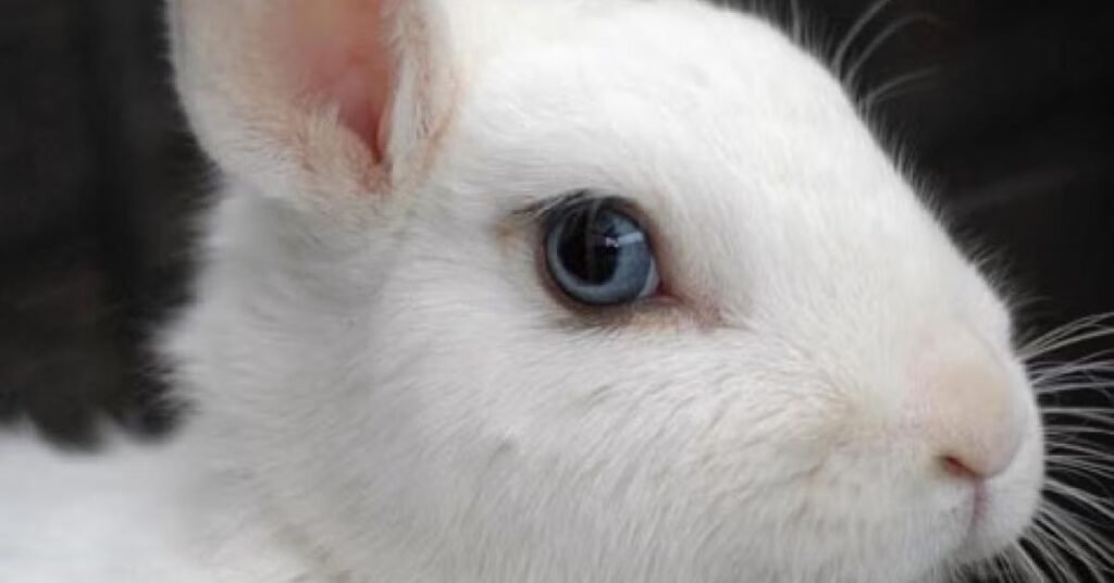 Blue Eyed Rabbit
