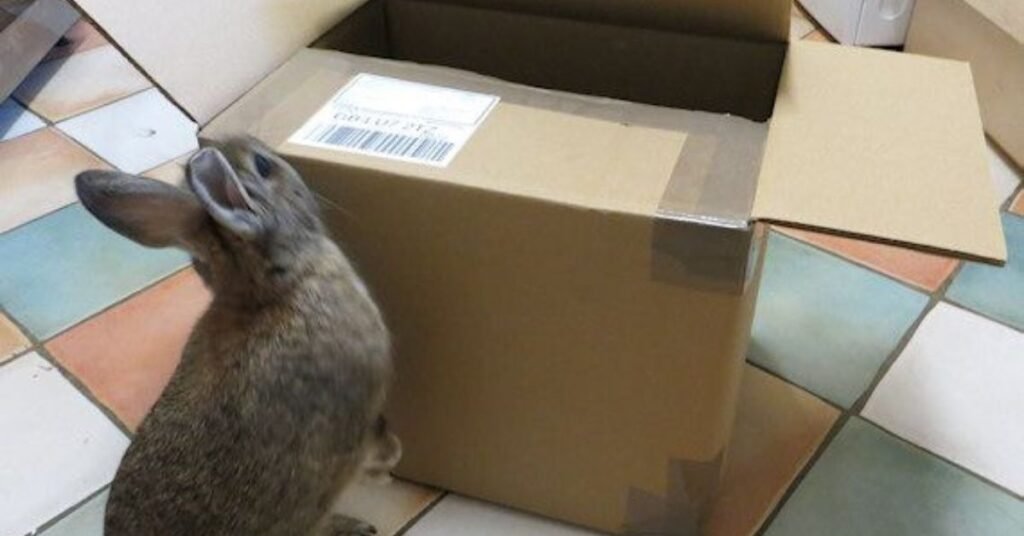 Can Rabbits Eat Cardboard