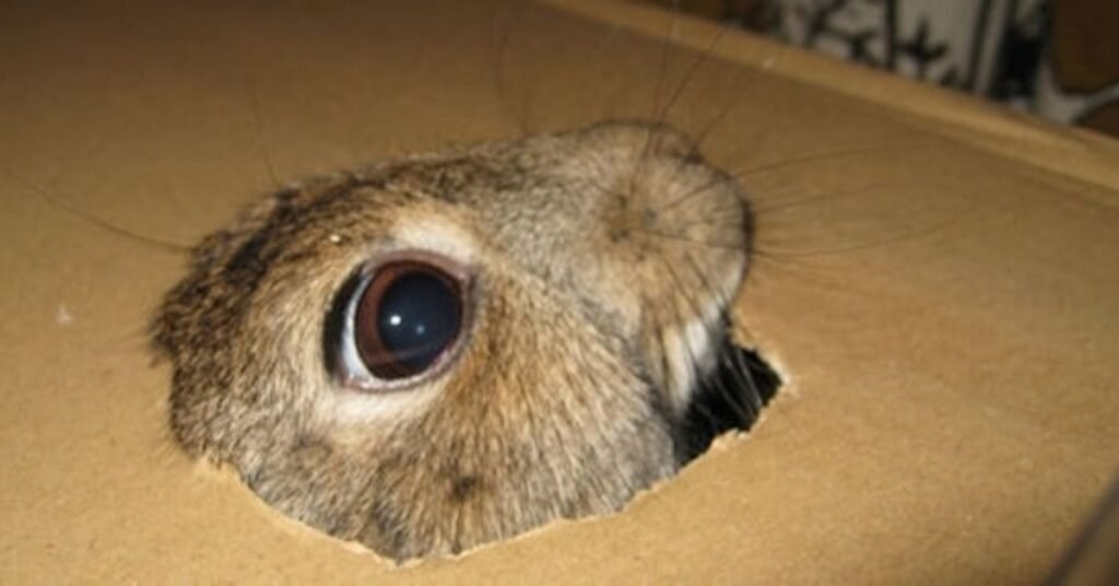 Can Rabbits Eat Cardboard