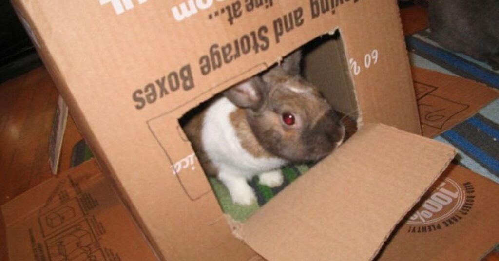 Can Rabbits Eat Cardboard