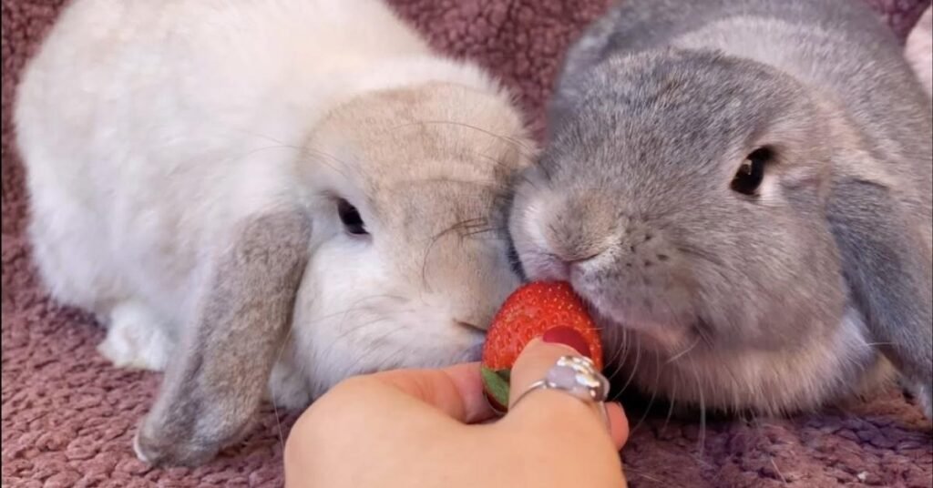 Can Rabbits Eat Strawberries