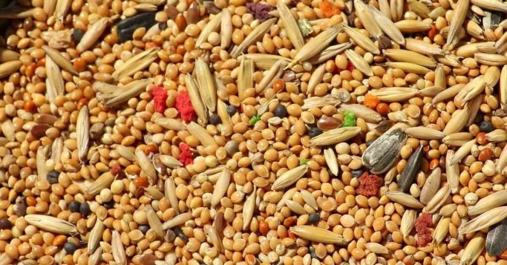 Can Rabbits Eat Oats 