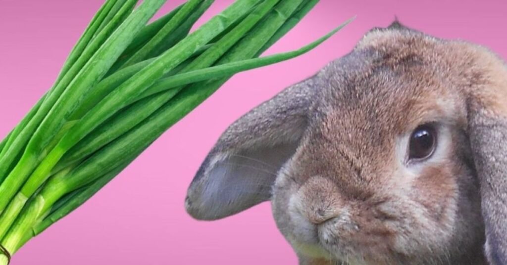 Can Rabbits Eat Onions