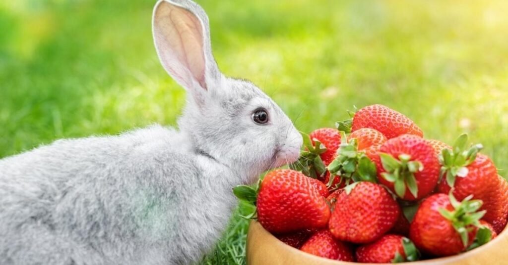 Can Rabbits Eat Strawberries