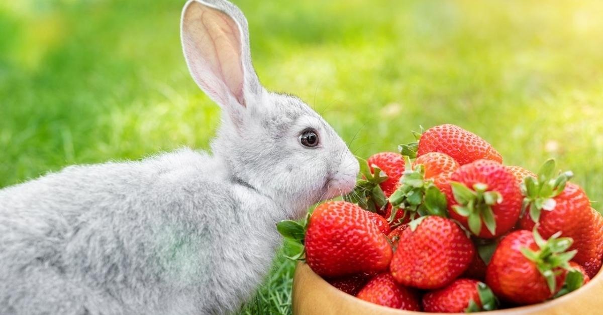 Can Rabbits Eat Strawberries | A Complete Care Guide for Owners - Can Rabbits Eat Strawberry Tea