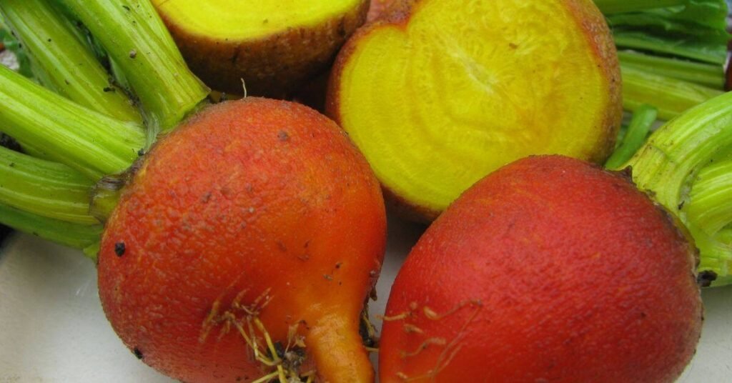 Can Rabbits Eat Beets