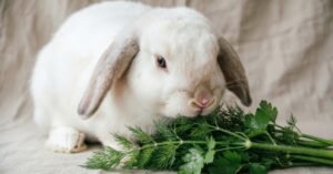 Can Rabbits Eat Dill
