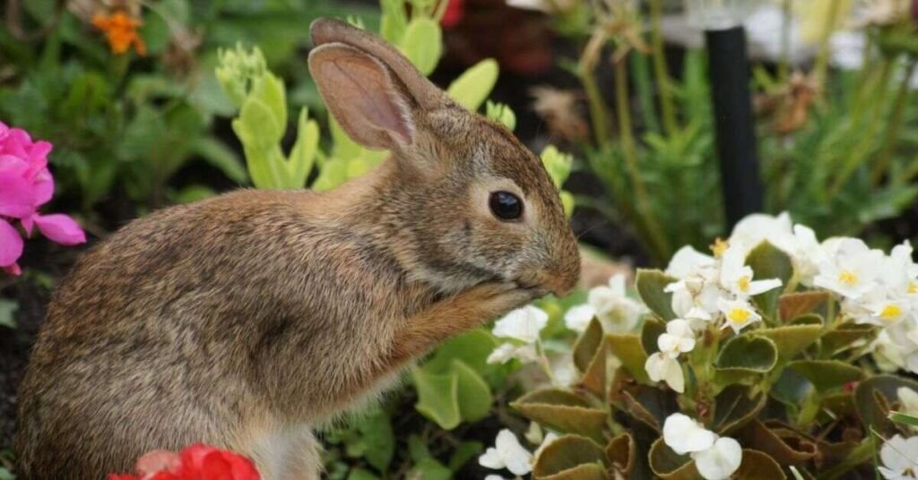 Do Rabbits Eat Begonias