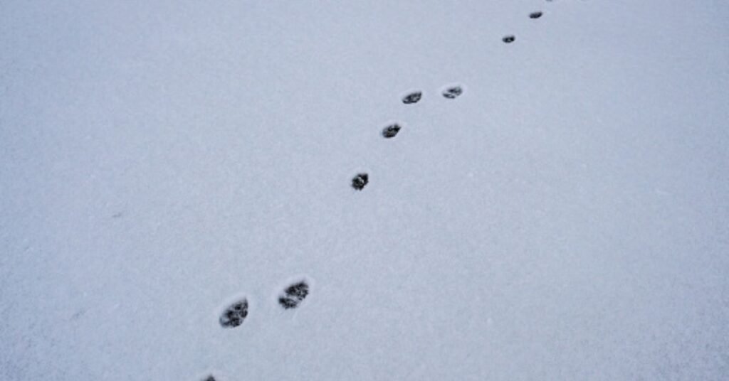 rabbit tracks in snow