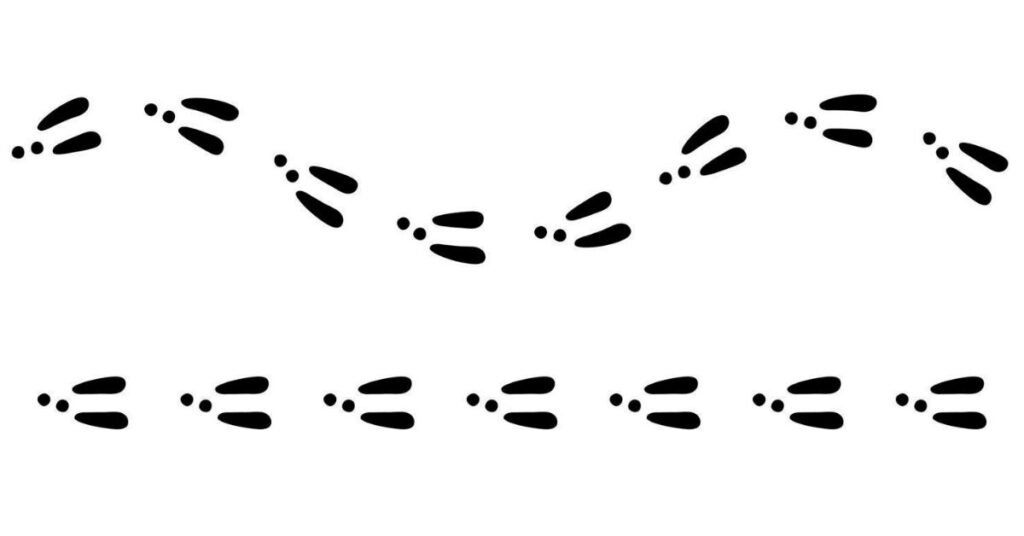 rabbit tracks in snow