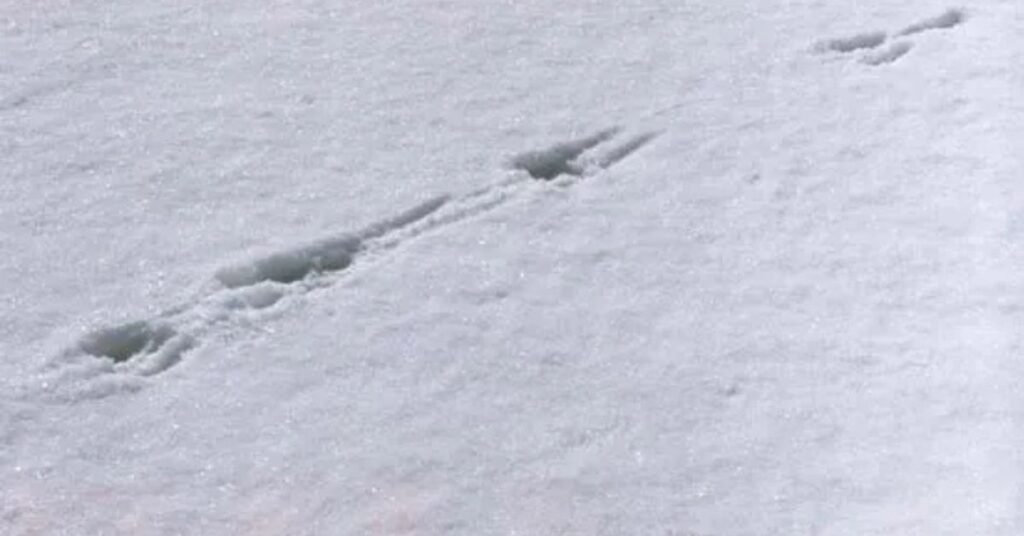rabbit tracks in snow