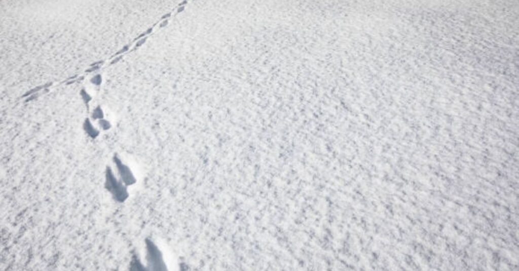 rabbit tracks in snow