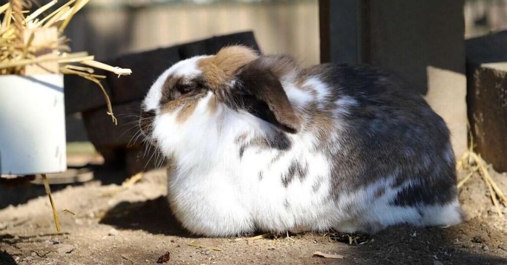 Rabbit Floppy Ear Standing 