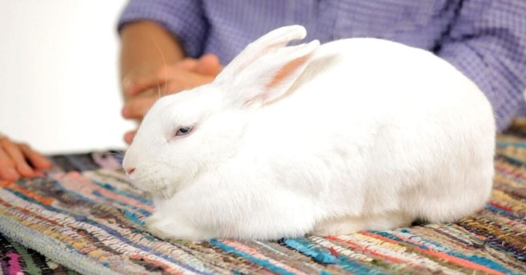 Rabbit Floppy Ear Standing 