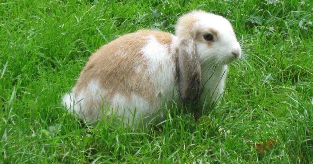 Rabbit Floppy Ear Standing 