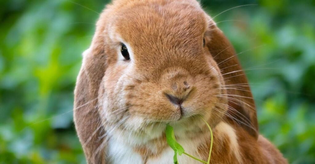 Rabbit Floppy Ear Standing 