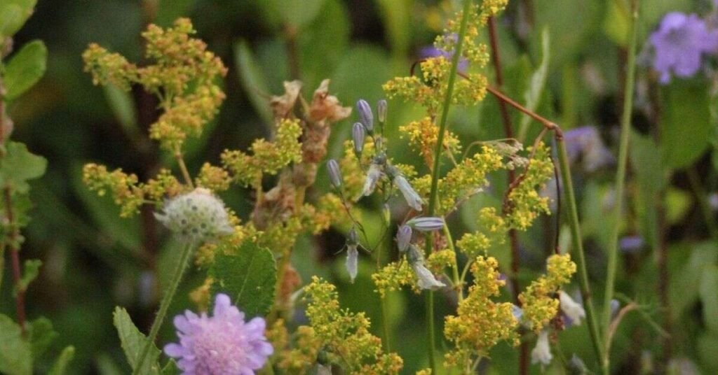 Do Rabbits Eat Begonias