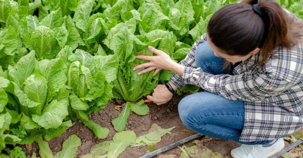 Romaine Lettuce for Rabbits