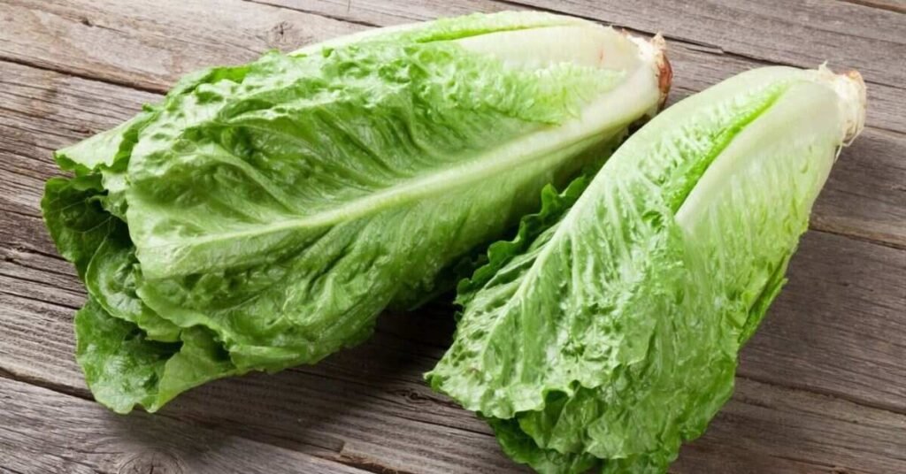 Romaine Lettuce for Rabbits