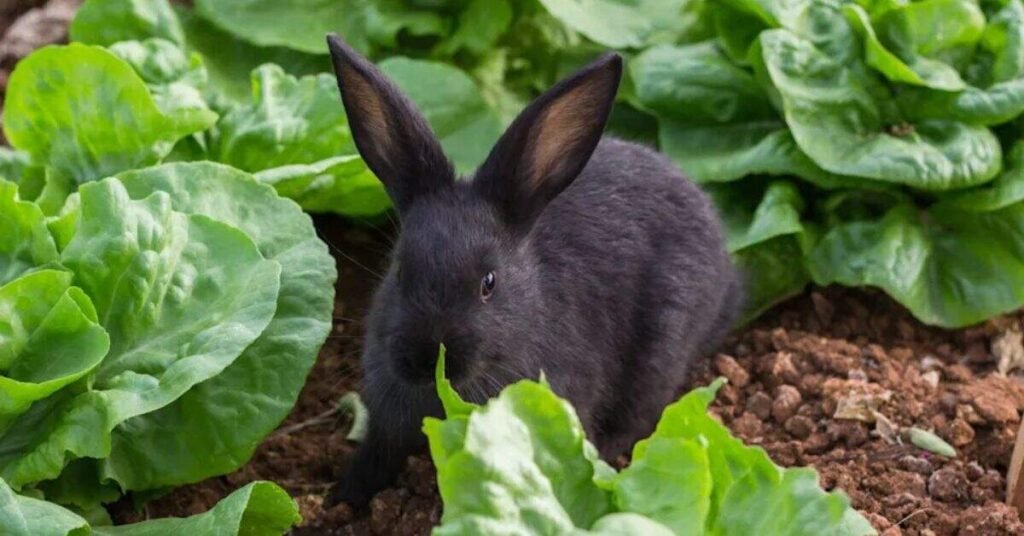 Romaine Lettuce for Rabbits