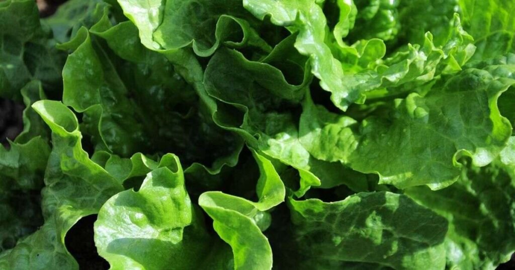 Romaine Lettuce for Rabbits