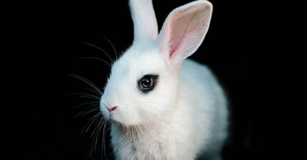 Do Bears Eat Rabbits