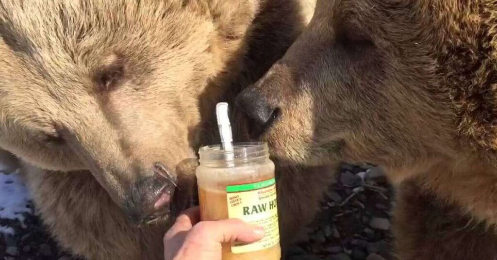 Do Bears Eat Rabbits