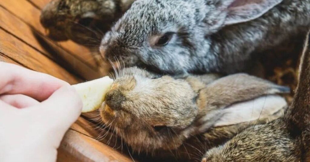 Do Bears Eat Rabbits