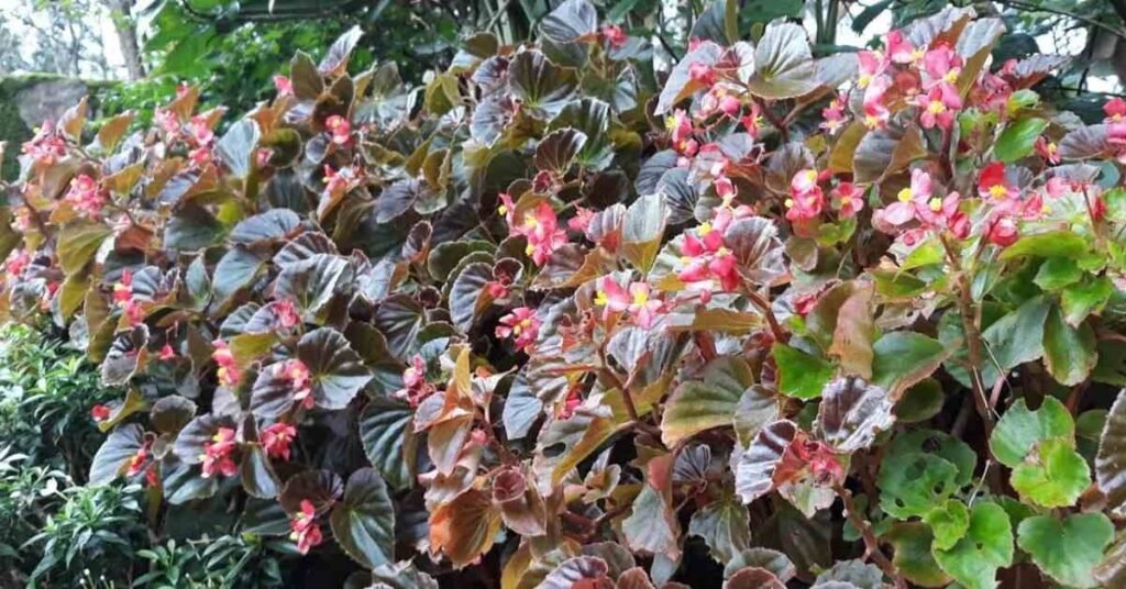 Do Rabbits Eat Begonias