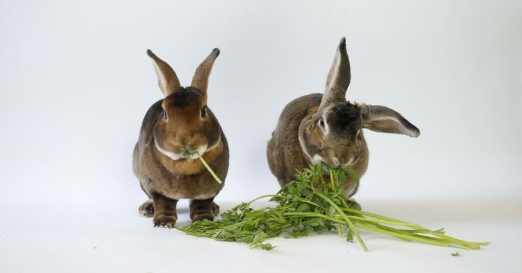Can Rabbits Eat Carrots