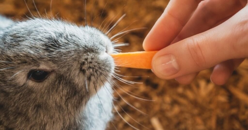 Can Rabbits Eat Carrots