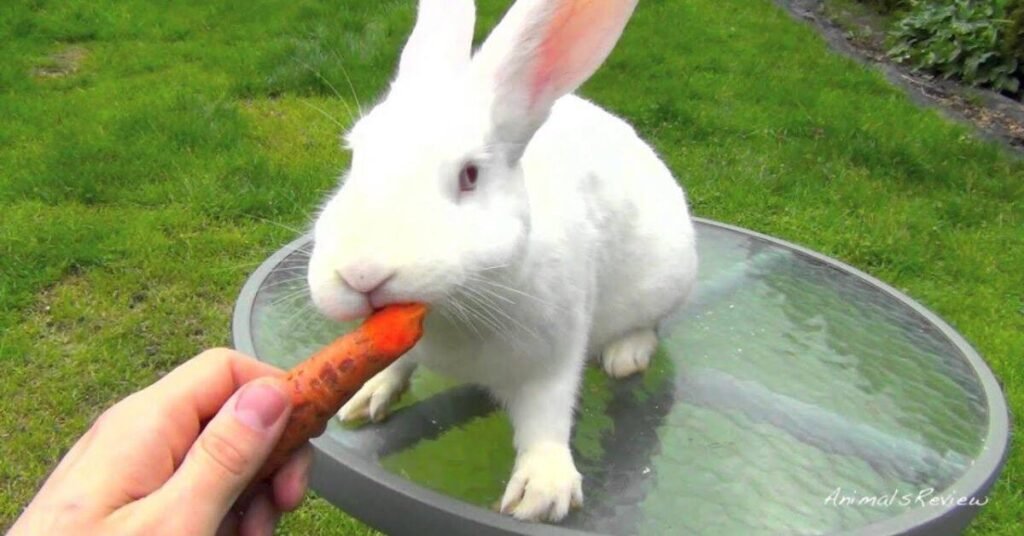 Can Rabbits Eat Carrots