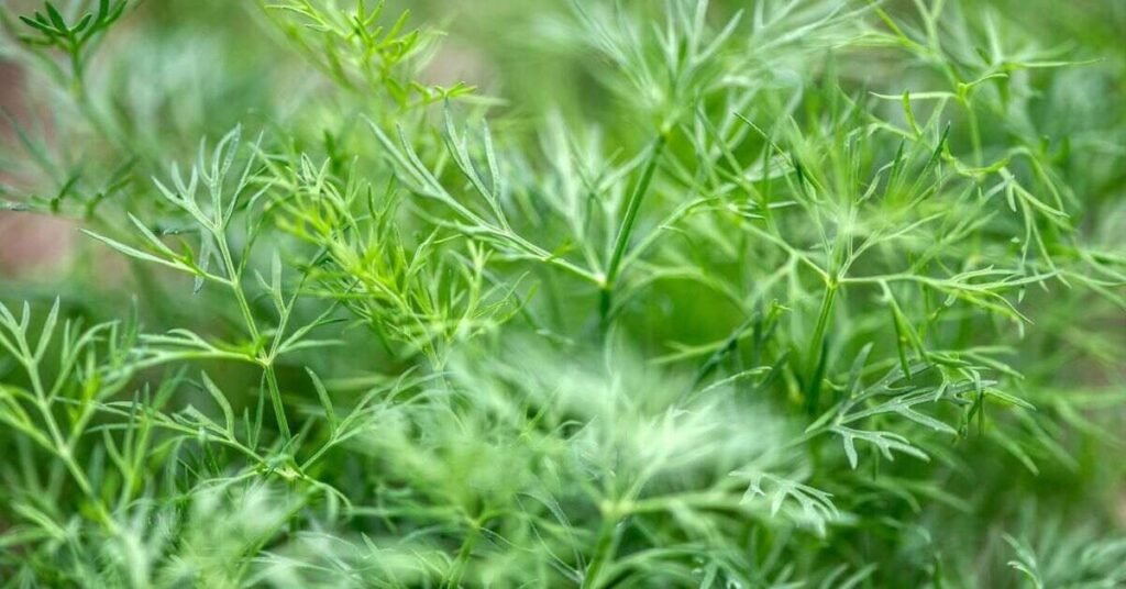 Can Rabbits Eat Dill