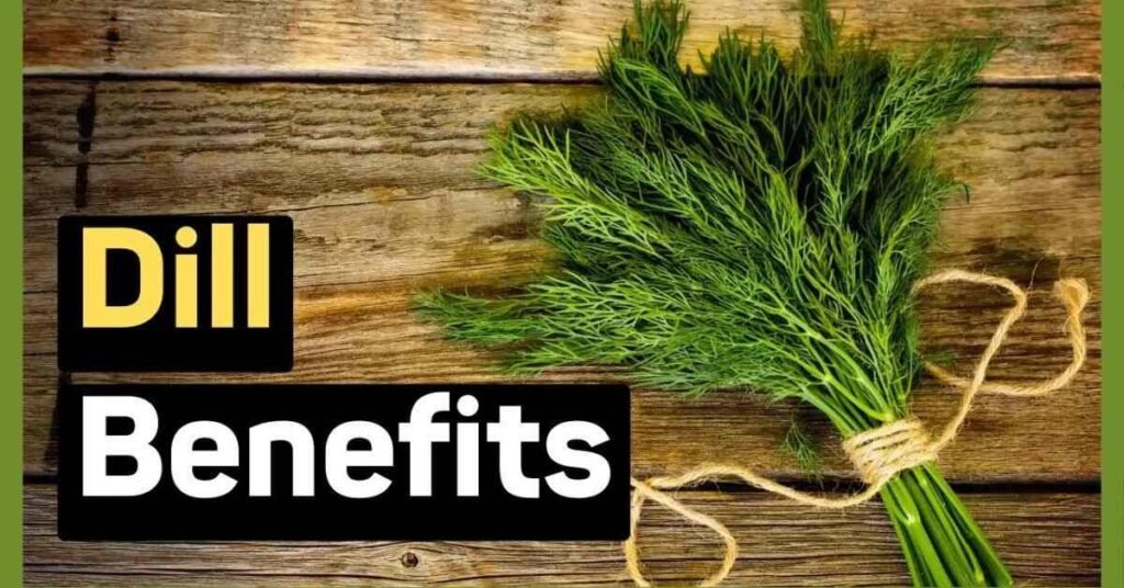 Can Rabbits Eat Dill