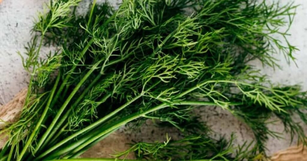 Can Rabbits Eat Dill