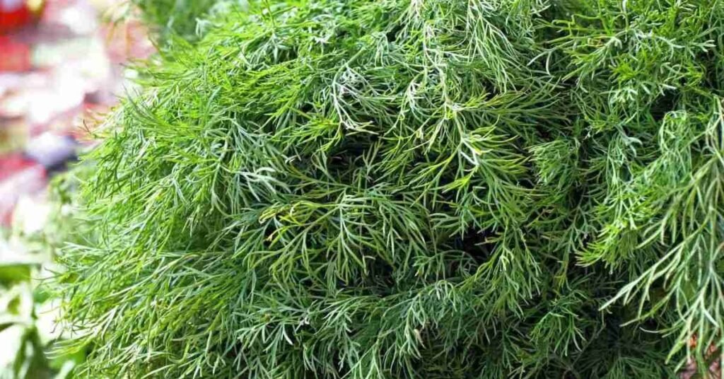 Can Rabbits Eat Dill