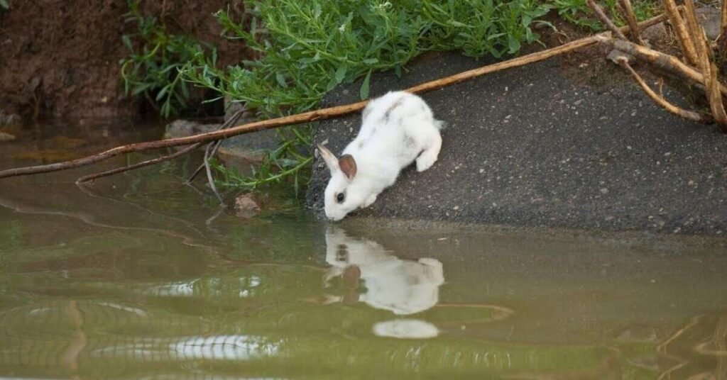 Can Rabbits Swim