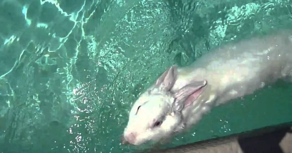 Can Rabbits Swim