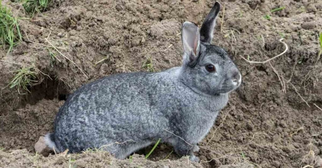 Chinchilla Rabbit 