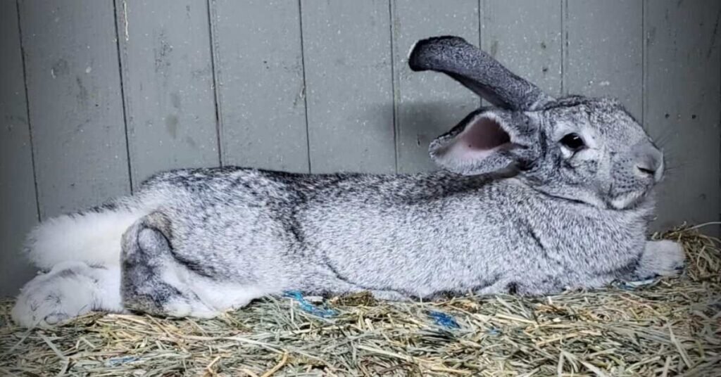 Chinchilla Rabbit 