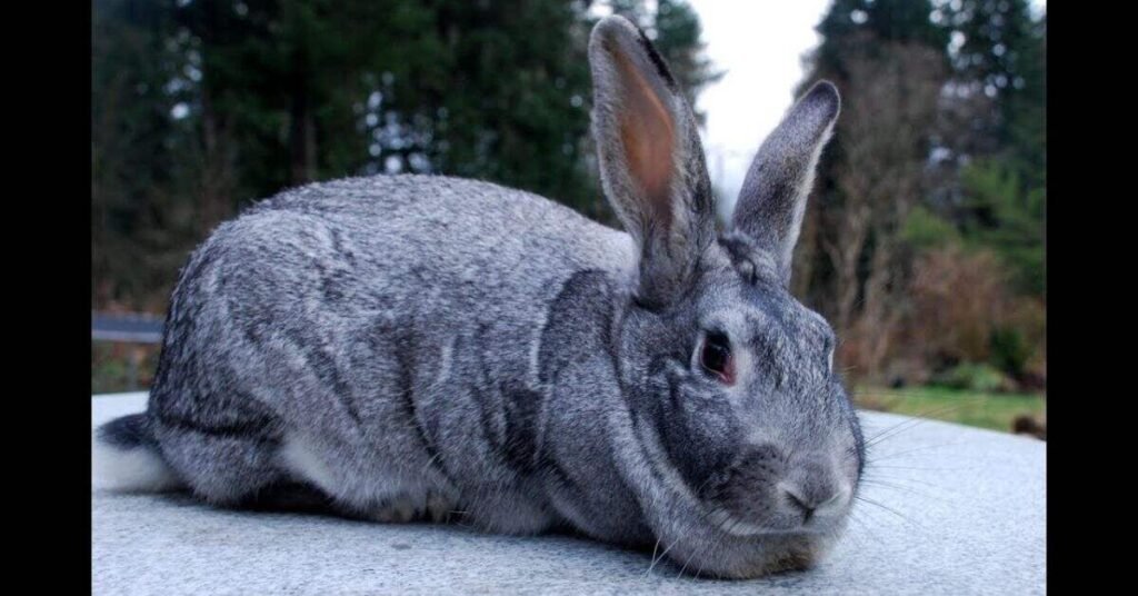 Chinchilla Rabbit 