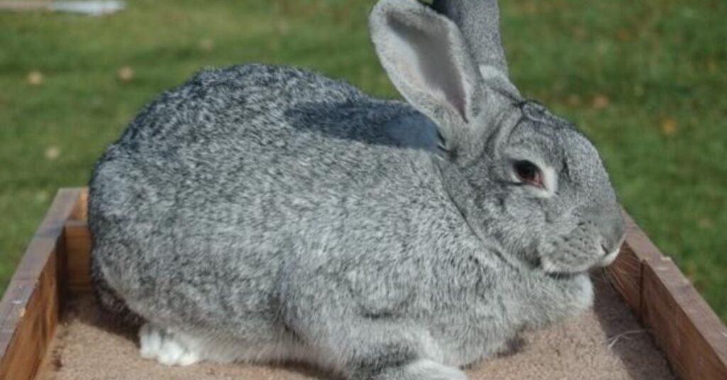 Chinchilla Rabbit 