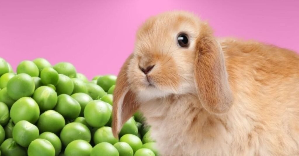 Can Rabbits Eat Peas