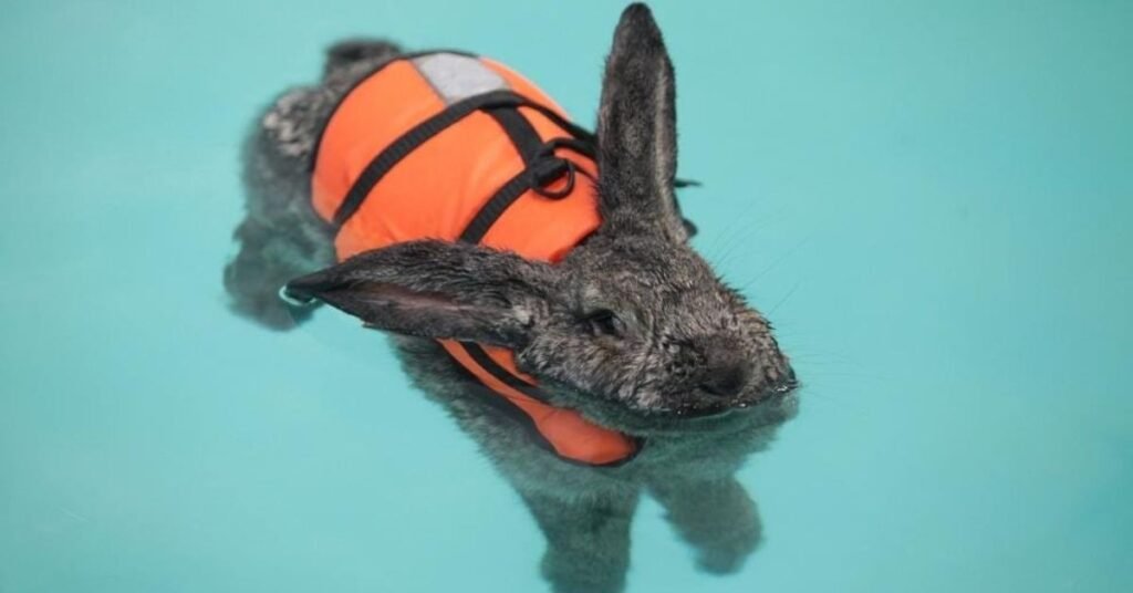 Can Rabbits Swim