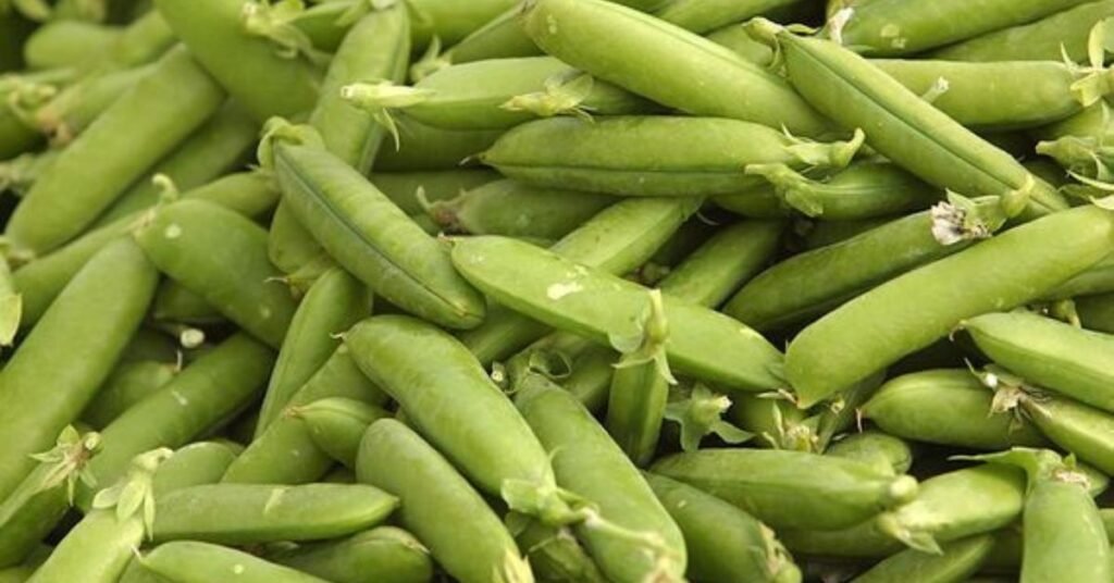 Can Rabbits Eat Peas