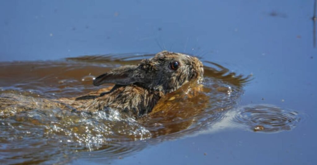 Can Rabbits Swim