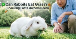 Can Rabbits Eat Grass
